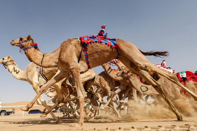 Cultural & Thrills: Sheikh Faisal Museum & Camel Race Adventure - Practical advice for choosing your date