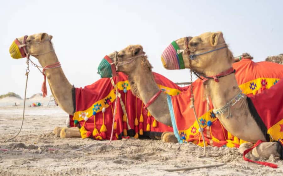 Desert Safari, Dunes Ride, Sand Boarding & Inland Sea Tour - What makes the guides important