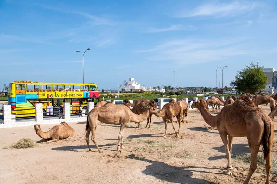 Doha: 24-Hour Hop-On Hop-Off Bus Ticket with Audio Guide - Key points to know before you ride