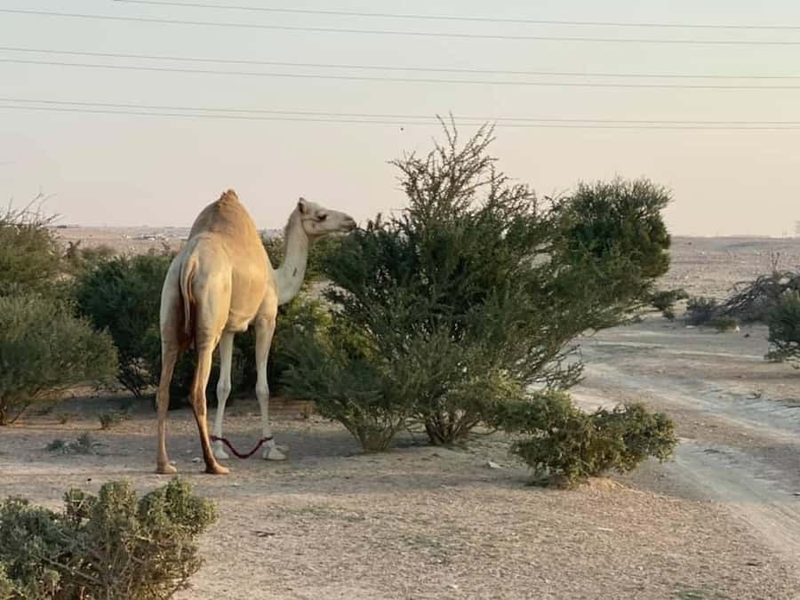 Doha Activities: Desert Safari, Dune Bashing & Inland Sea - Quad biking is exciting, but check the price first
