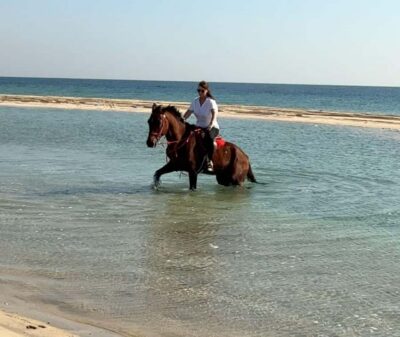 Arabian Horse Riding Experience –Sea or Desert Options