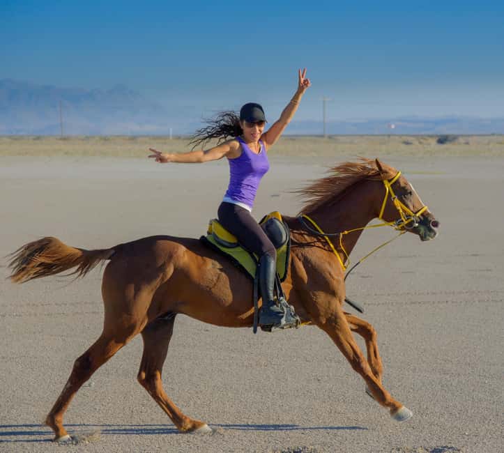 Doha: Arabian Horse Riding on the Seashore with Pickup - Heading toward the seashore