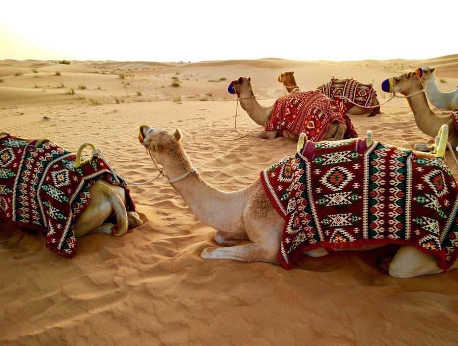 Doha: Beaches visit with Dune Bashing and SandBoarding - Golden Beach: a quick coastal introduction