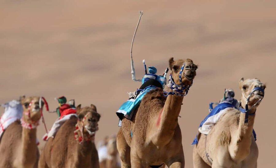Doha: Camel Race Track and West Coast Private Tour - Key points to know before booking