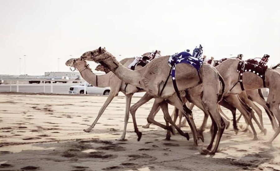 Doha: Camel Race Track and West Coast Private Tour - Why the west coast makes a good change from Doha