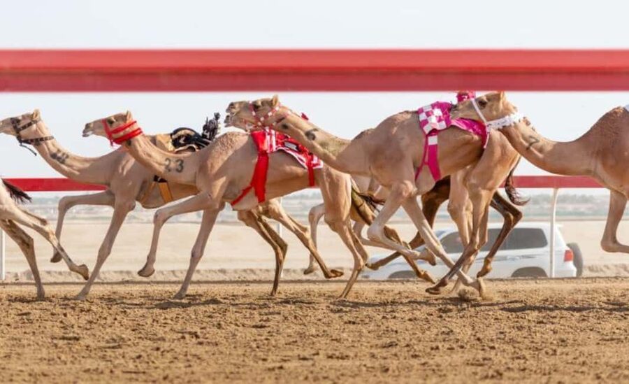 Doha: Camel Race Track and West Coast Private Tour - Crossing Al-Shahaniya Municipality