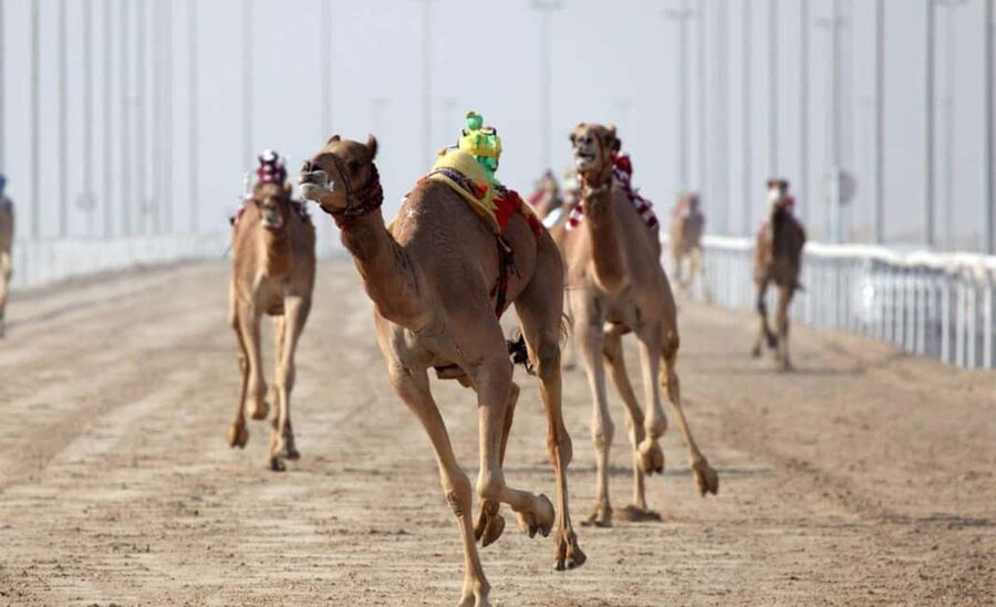 Doha: Camel Race Track and West Coast Private Tour - Meeting the camels at Al Shahaniya