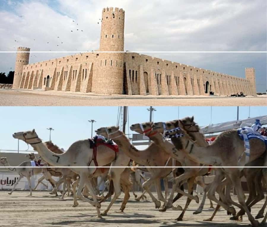 Doha Camel Racing Track: Oryx Farm & Sheikh Faisal Museum. - Why this four-hour outing works in Doha
