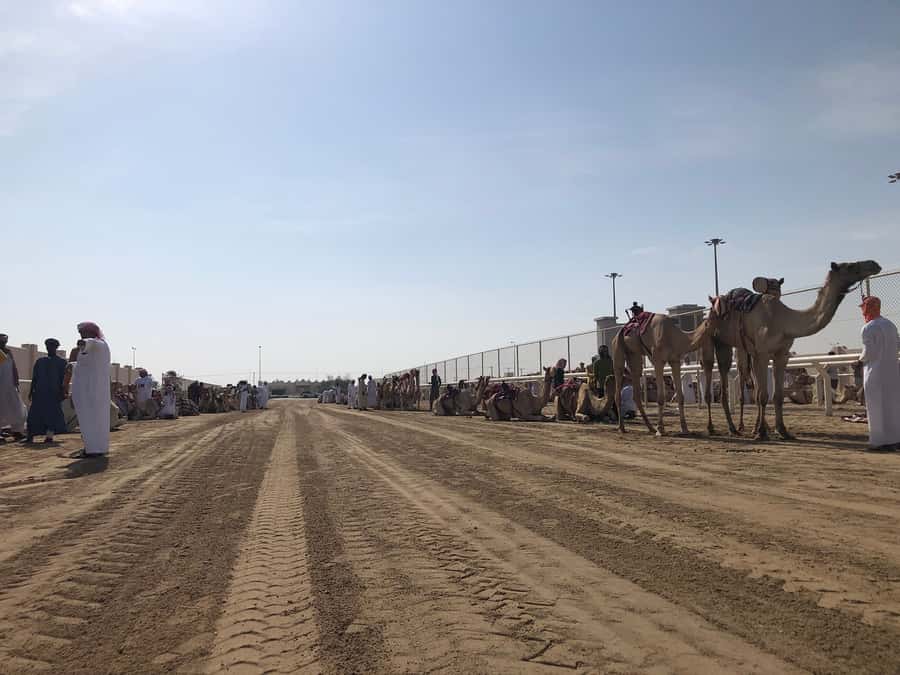 Doha Camel Racing Track: Oryx Farm & Sheikh Faisal Museum. - Al Shahaniya Camel Racetrack, 30 minutes of local sport