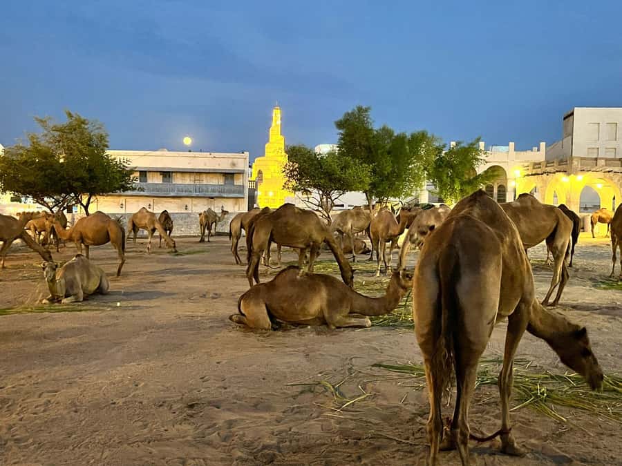 Doha City Tour (Half Day - 4 Hrs) - Souq Waqif: the tour’s most rewarding stop