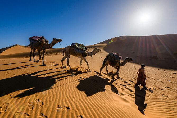 Doha Desert Excursion Dune Bashing Sandboarding Camel Ride - A camel ride that adds Qatari character