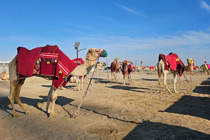 Doha Desert Safari Dune Bashing Camel Ride - Leaving Doha for Qatar’s open desert