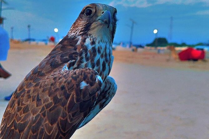 Doha Desert Safari Dune Bashing Camel Ride - Dune bashing across the golden sand