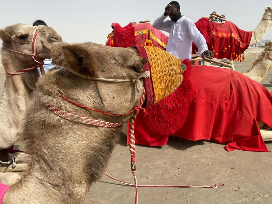 Doha: Desert safari + FREE camel ride from CRUISE TERMINAL - Forty-five minutes of dune bashing