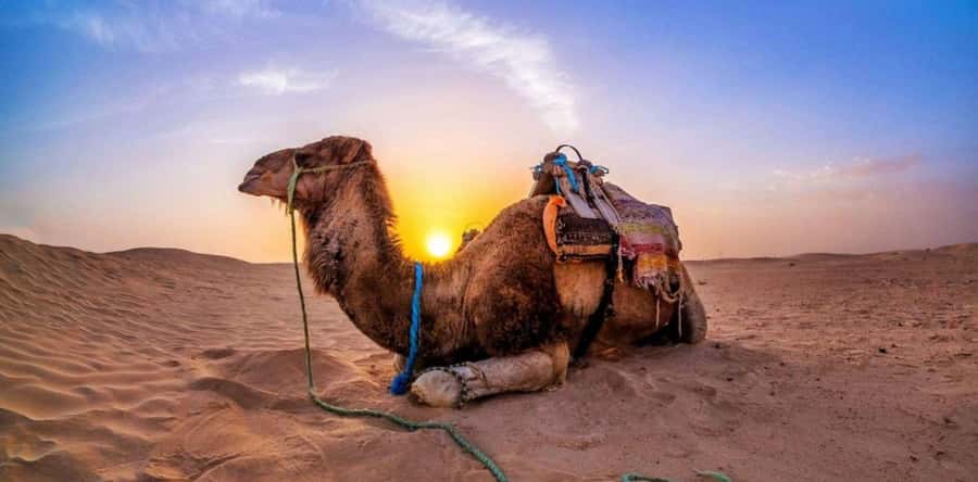 Doha: Desert Safari with Camel Ride Family Friendly Tour - Drinks, Bedouin touches, and what is not included