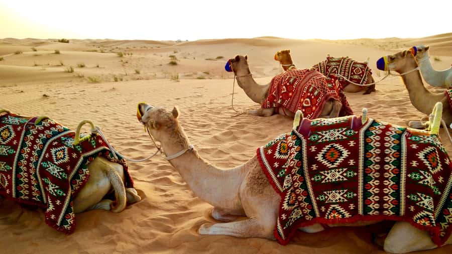 Doha: Dune Bashing Safari, Falcon, Camel, ATV, Sandboarding - Khor Al Adaid, Qatar’s Inland Sea