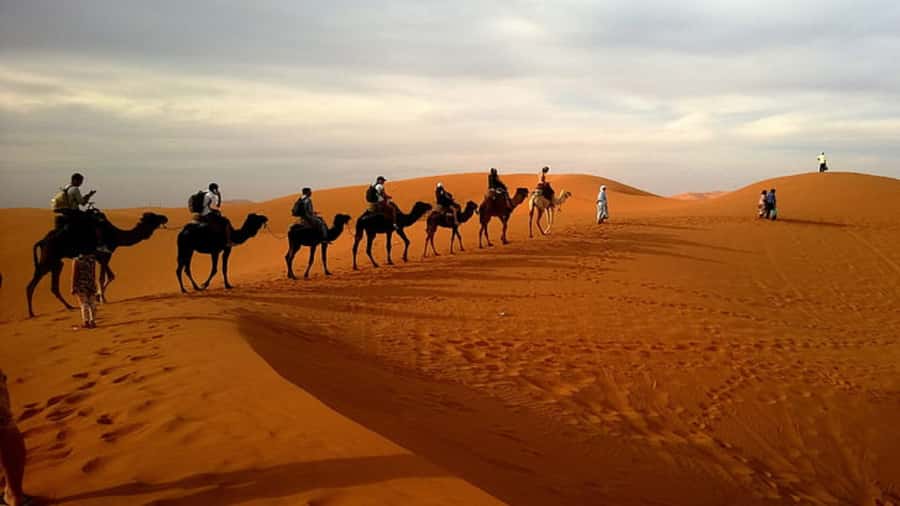 Doha: Dune Bashing Safari, Falcon, Camel, ATV, Sandboarding - Who should book this four-hour safari?