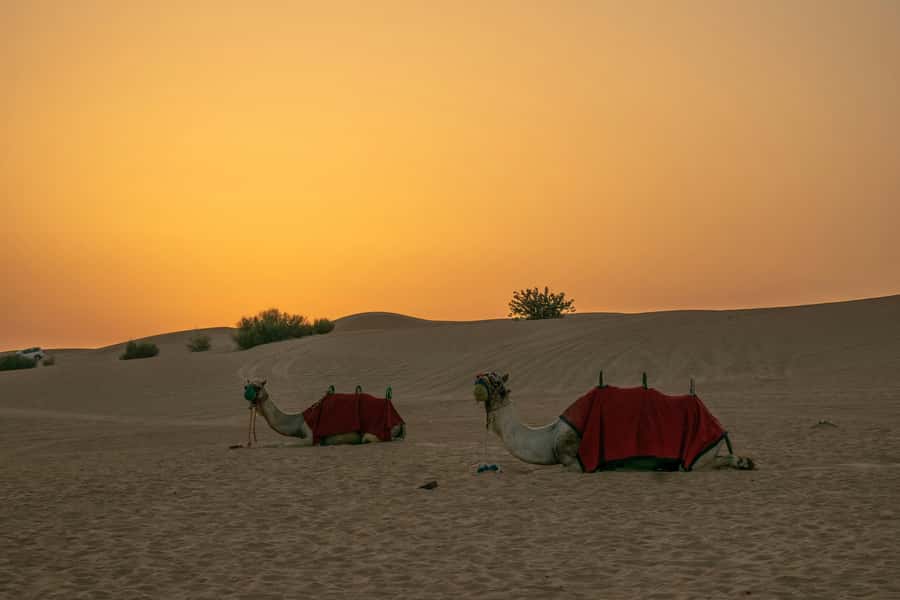 Doha: Full-Day Desert Safari with Lunch/Dinner, Camel Ride - Leaving Doha for Qatar’s open desert