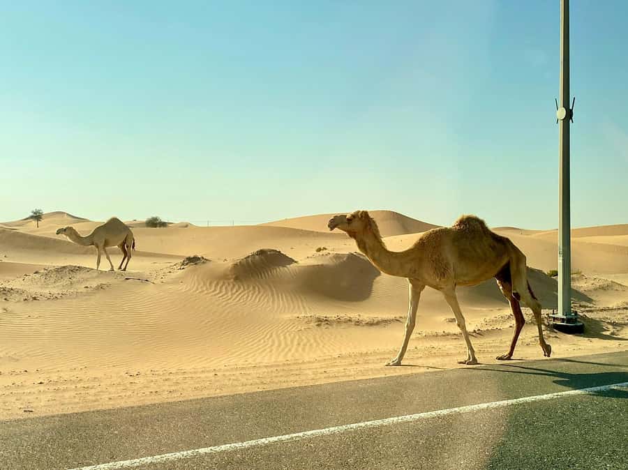 Doha: Full-Day Desert Safari with Lunch/Dinner, Camel Ride - An Arabic meal at camp