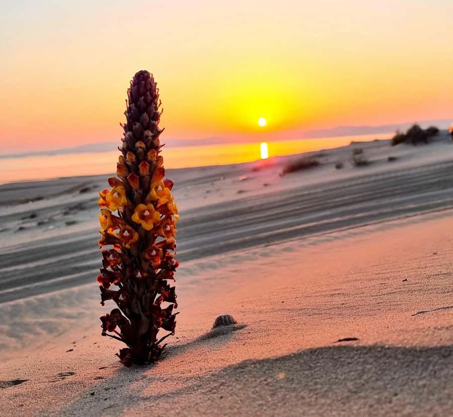 Doha: Golden Horizons: Desert Sunrises and Sunsets - What to bring and what to leave behind