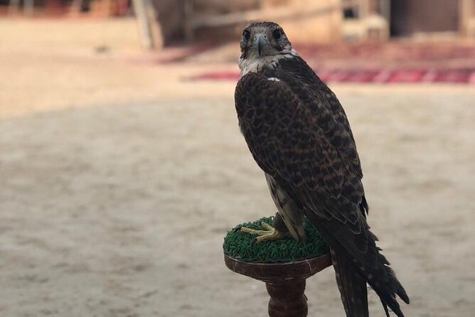 Doha Layover Desert Safari, Camel Ride, Sand Boarding, Inland Sea - Sand boarding and dune driving