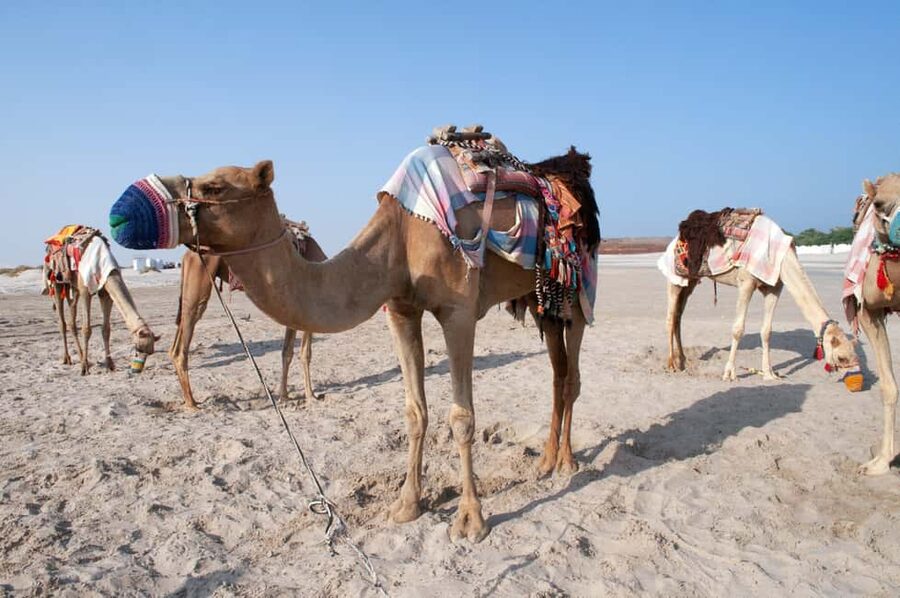 Doha: Museum of Islamic Art, Souq Waqif, and Katara Tour - Beginning at the Museum of Islamic Art