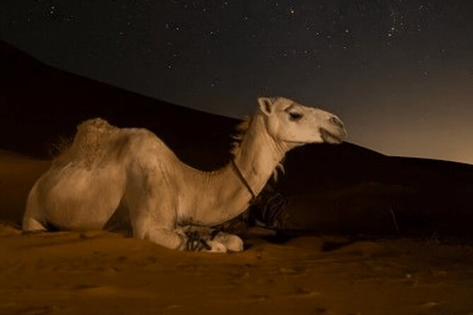 Doha Night Desert Safari Camel Ride Dune Bashing with Transfer - The Inland Sea near the Saudi border