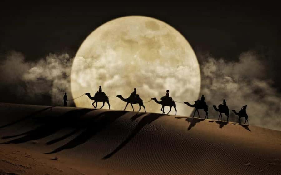 Doha: Night Desert Safari, Stargazing, Dune Driving &Inland - Tea, camels, and a short Mesaieed stop