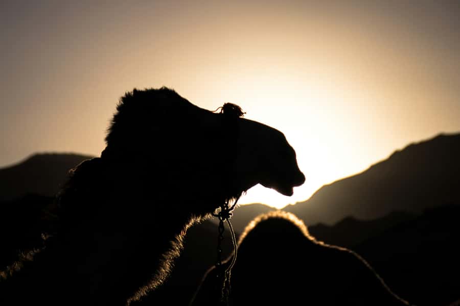 Doha: Night Desert Safari with Camel Ride and Sandboarding - Why a night safari suits Qatar