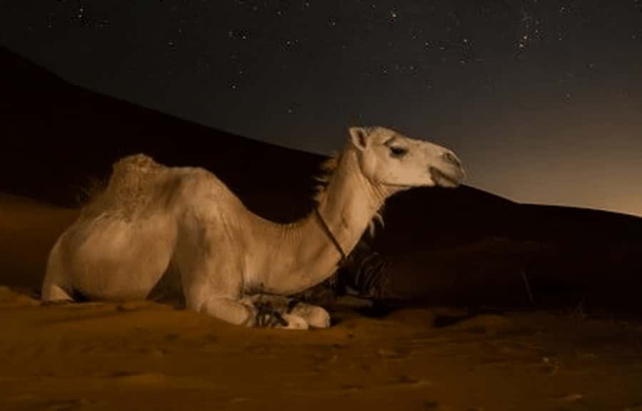 Doha: Night Desert Safari with Stargazing & Camel Ride - What makes this night safari worth your evening