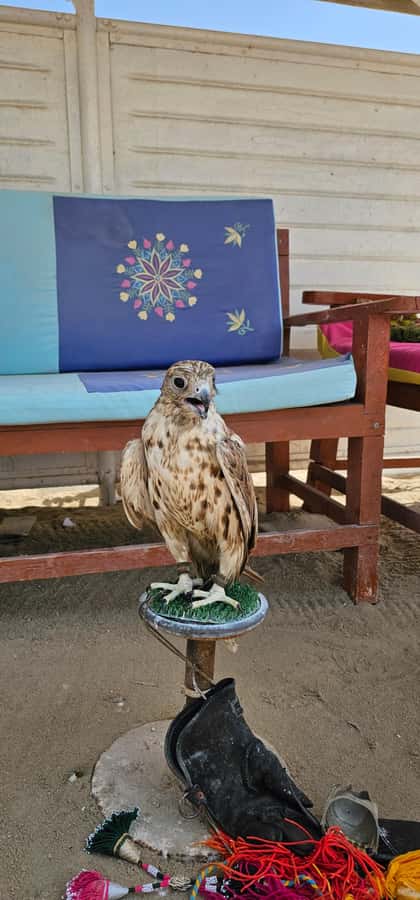 Doha:Private Desert Safari, Falcon, Sandboarding,inland sea - What the private format is really worth