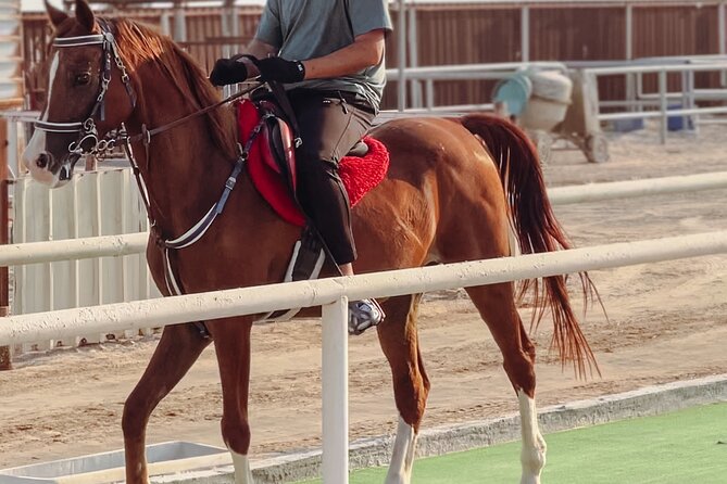 Doha-Private Half Day Safari with Horse Ride/Camel Ride/sandboard - Why Mesaieed makes sense for a half-day desert trip
