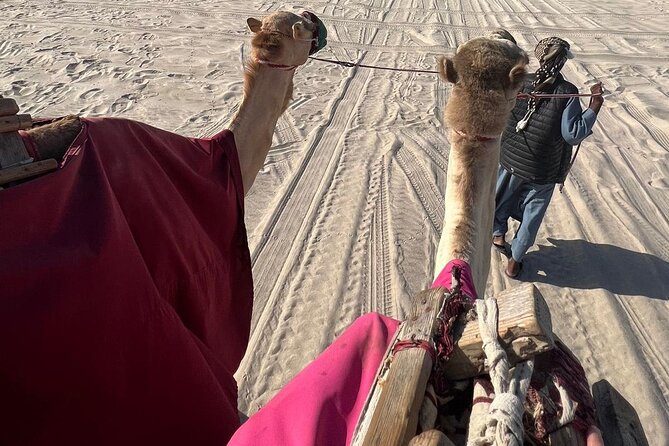 Doha Qatar ATV Quad Bike Buggy Dune Bashing and Camel Ride - Who will enjoy this tour most?
