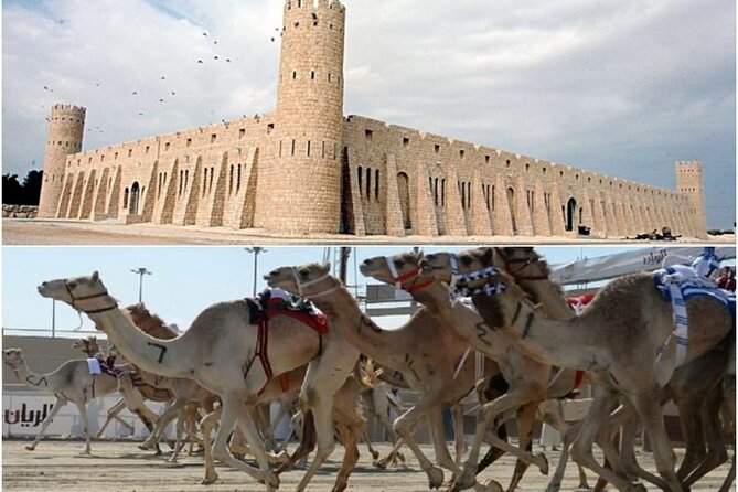 Doha, Qatar: Came Racing Track, Oryx & Sheikh Faisal Museum Tour. - Arabian oryx: a short stop with real meaning