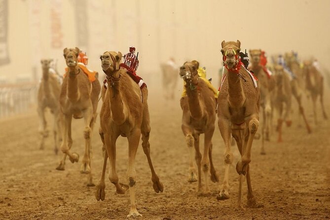 Doha, Qatar: Came Racing Track, Oryx & Sheikh Faisal Museum Tour. - Sheikh Faisal Museum: 15,000 pieces under one roof