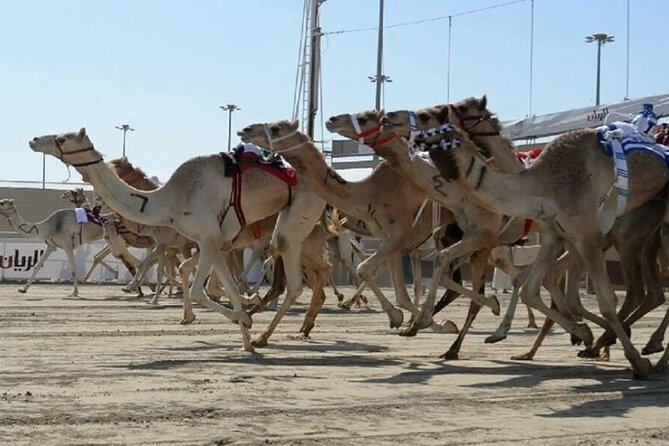Doha Qatar Camel Race Track visit| West Coast Natural Attractions - How the private format affects the experience