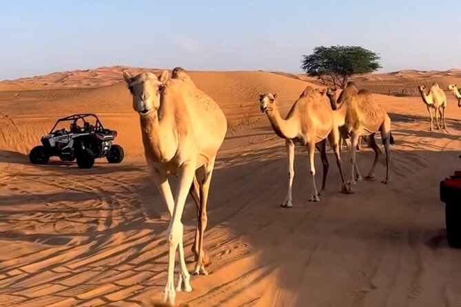 Doha, Qatar: Desert Safari, Inland sea and Camel Ride Adventure. - A four-hour escape from Doha