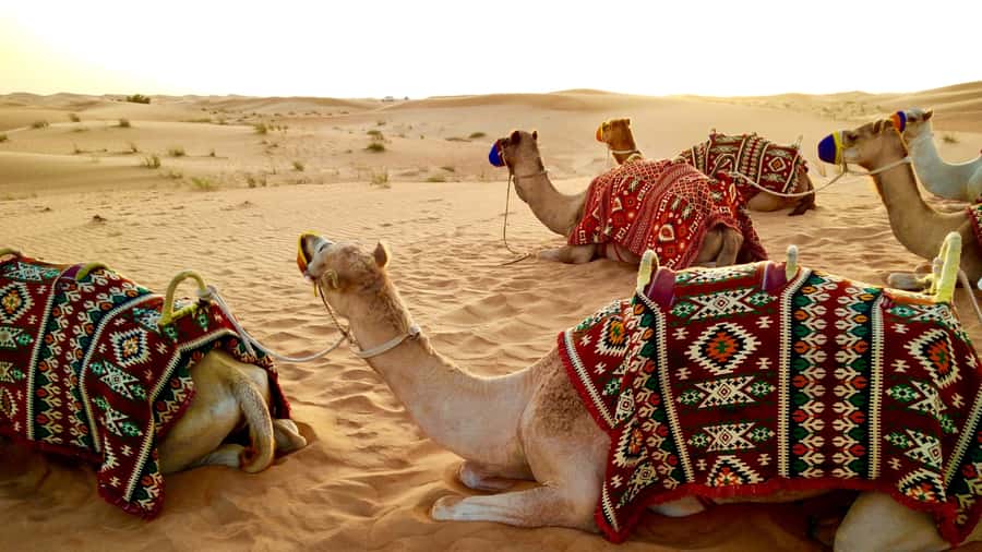 Doha:Safari Tour with Lunch/Dinner in Desert by the Sea Side - Pickup from Doha in an air-conditioned Land Cruiser