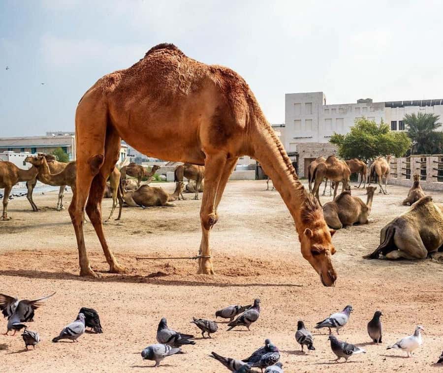 Doha: Souq Waqif Tour & Curated Walk with Guide - Karak tea or Arabic coffee with local advice