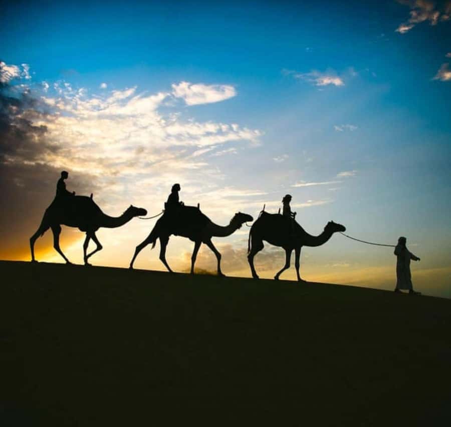 Doha: Stargazing Desert Safari w/ Dune Bashing & Camel Ride - What makes this night safari worth considering