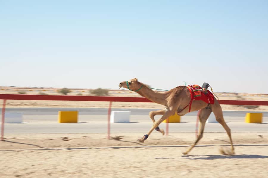 Doha : West Of Qatar Tour With Pickup & Drop-Off - Key details before you book