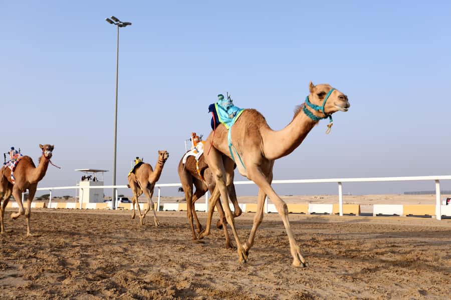 Doha : West Of Qatar Tour With Pickup & Drop-Off - Should you book the West of Qatar tour?