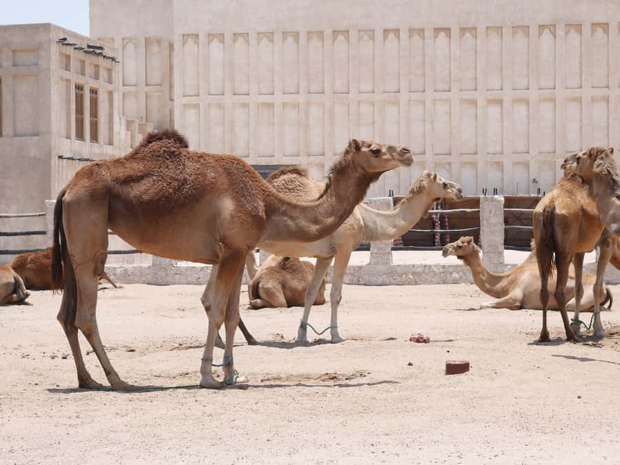 Explore City Tour for Airport Transit and Cruise Travelers - The Pearl-Qatar, from traditional lanes to luxury marinas