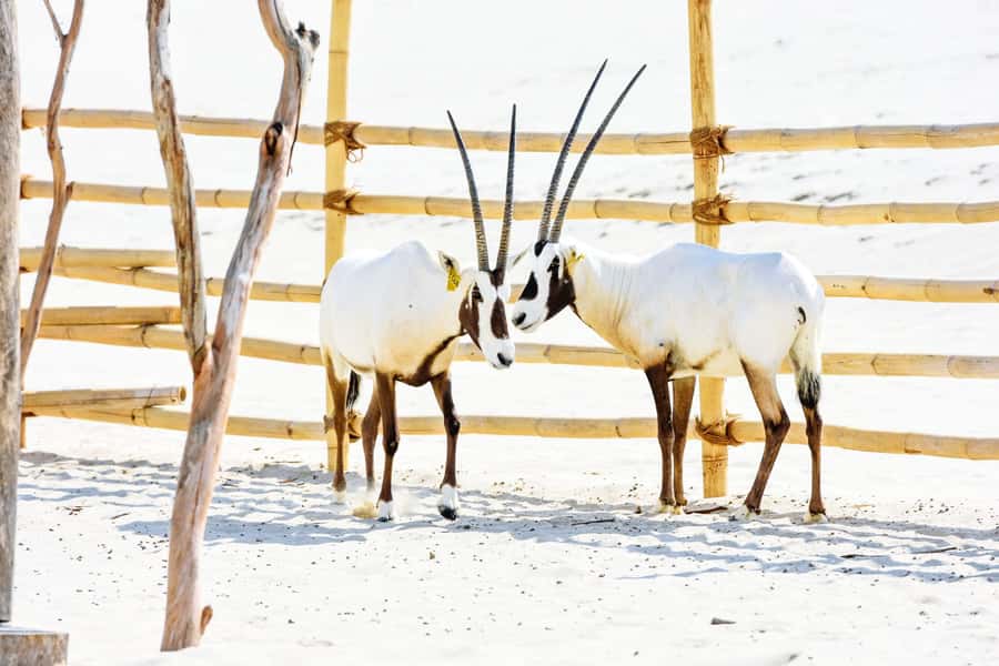 From Doha: 8-hour Safari Tour with Desert Beach Experience - Who should book this safari?