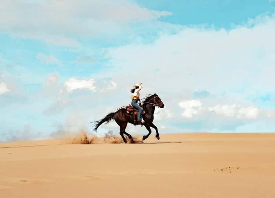 From Doha: Experience Horse Riding In Qatar Desert - Key points to know before you book