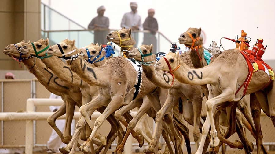 From Doha: Private West Coast and Camel Race Track Tour - Key points at a glance
