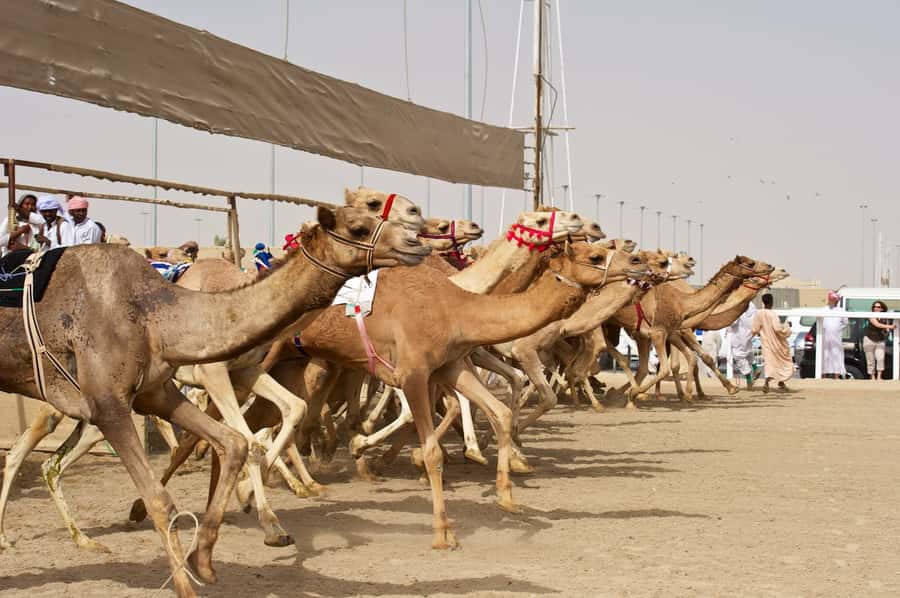 From Doha: Private West Coast and Camel Race Track Tour - Al Shahaniya Camel Racetrack and Qatar’s living culture