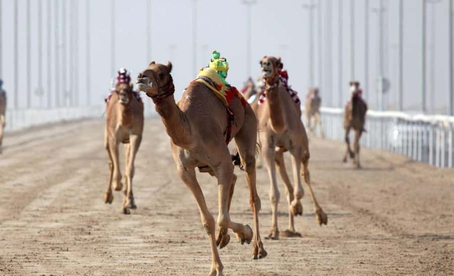 From Doha: Private West Coast and Camel Race Track Tour - Sheikh Faisal Museum: a strong cultural opening