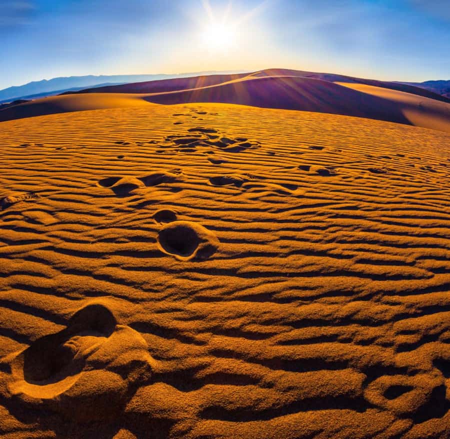 From Doha: Sunrise or Sunset Safari with Sand Boarding - Camel camp, falcons, and the first photo stop