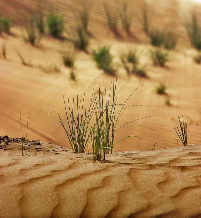 From Doha: Sunrise or Sunset Safari with Sand Boarding - Reaching the Inland Sea